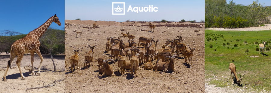 Sir Bani Yas Island Fauna